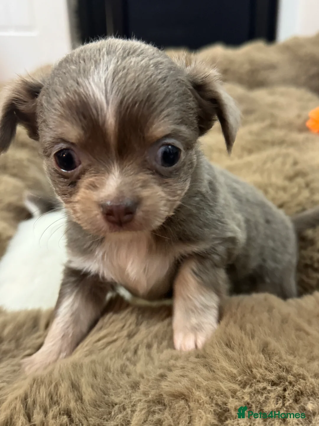 Chihuahua dogs for sale: Stunning Long Haired Chihuahuas - Advert 5