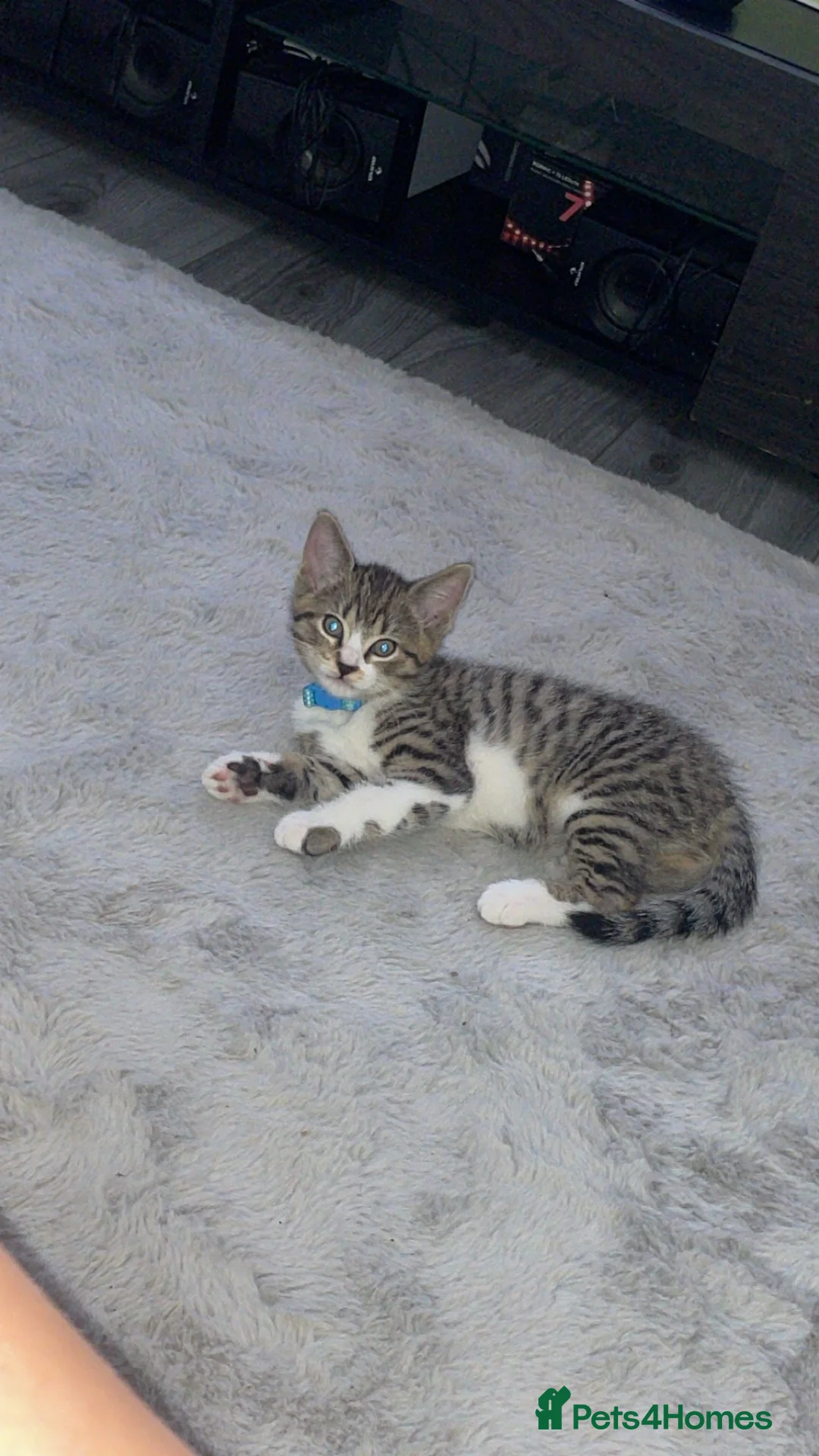 Bengal cats for sale: Half bengal kittens  in Nuneaton - Advert 5