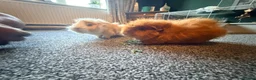 Guinea Pig rodents for sale: 2x boar/boy guinea pigs - well bonded  in Loughborough - Advert 8