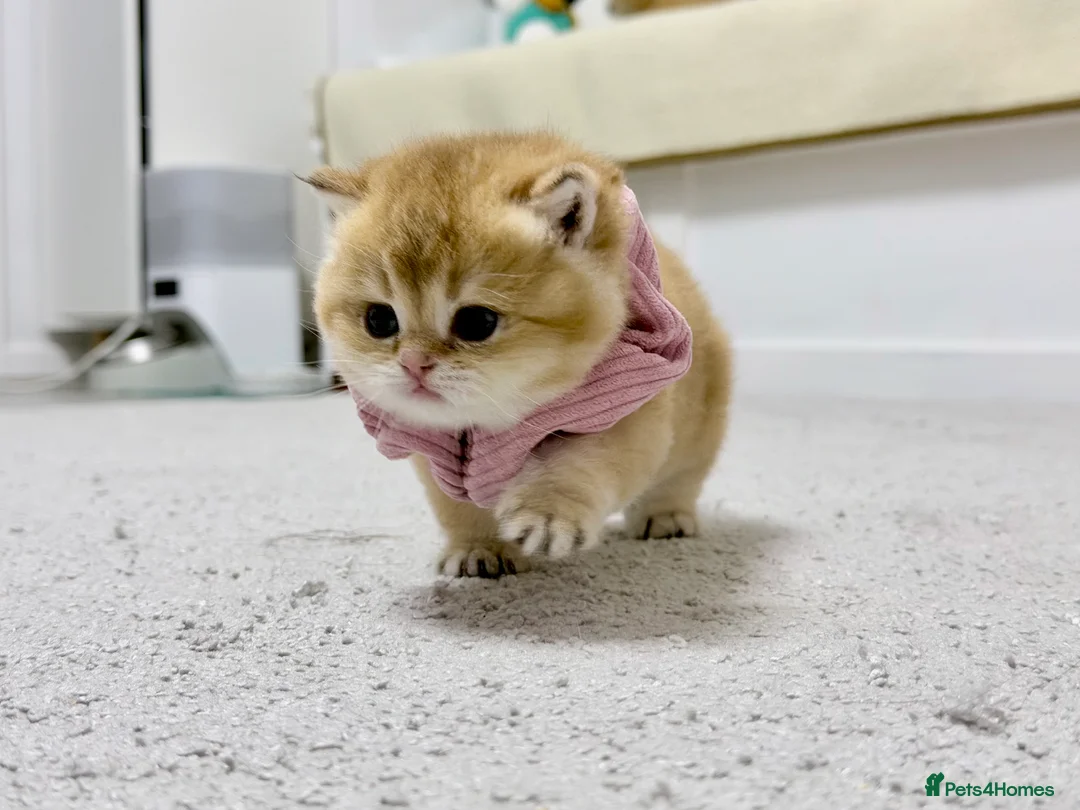 British Shorthair cats for sale: Adorable British Shorthair Kittens 🐾 - Advert 2