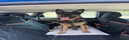 German Shepherd dogs for sale: 8 year old female German shepherd  - Advert 2