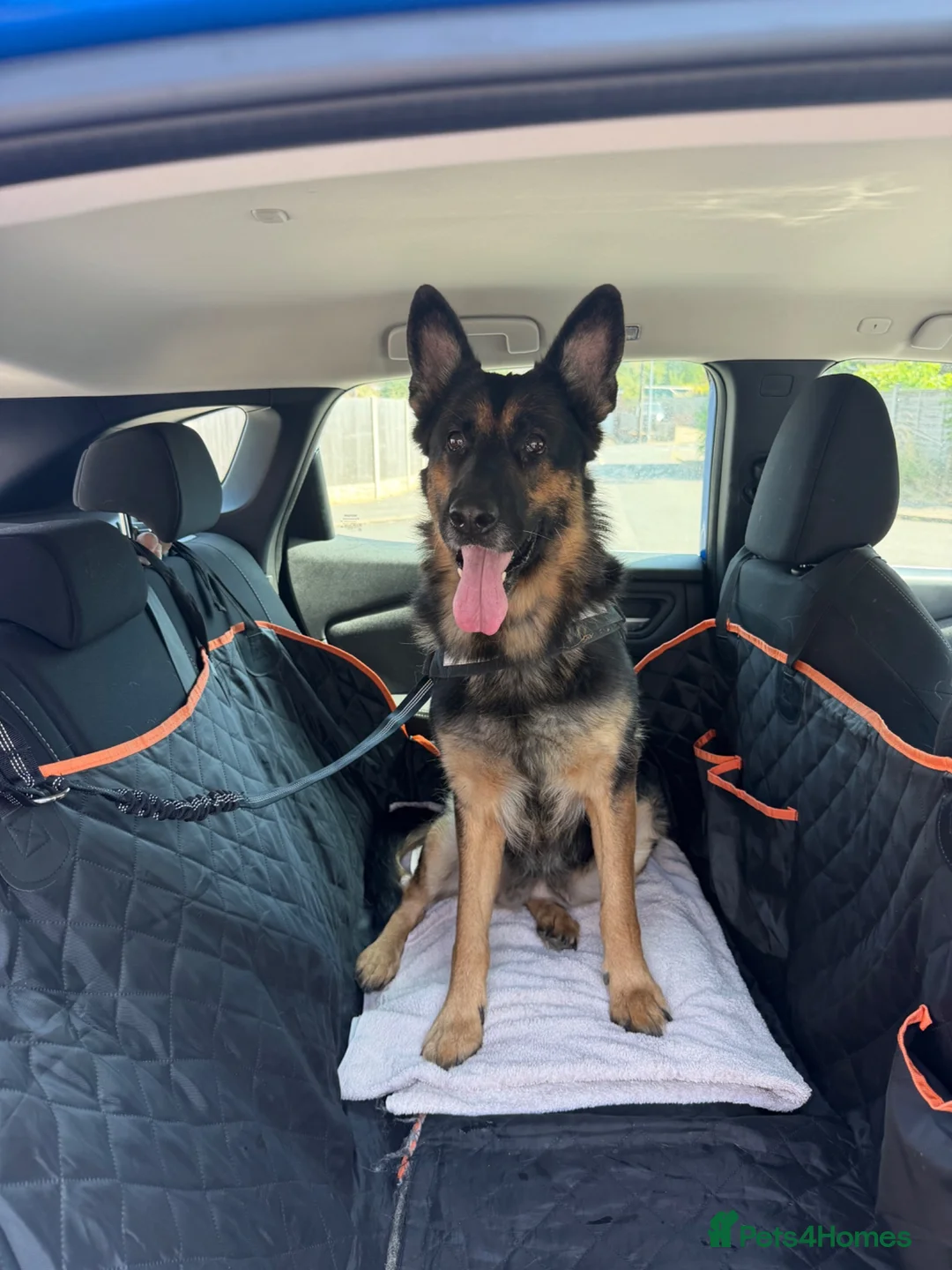 German Shepherd dogs for sale: 8 year old female German shepherd  - Advert 2