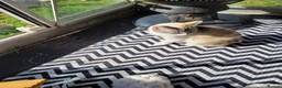 Mixed Breed cats for sale: Kittens - Advert 3