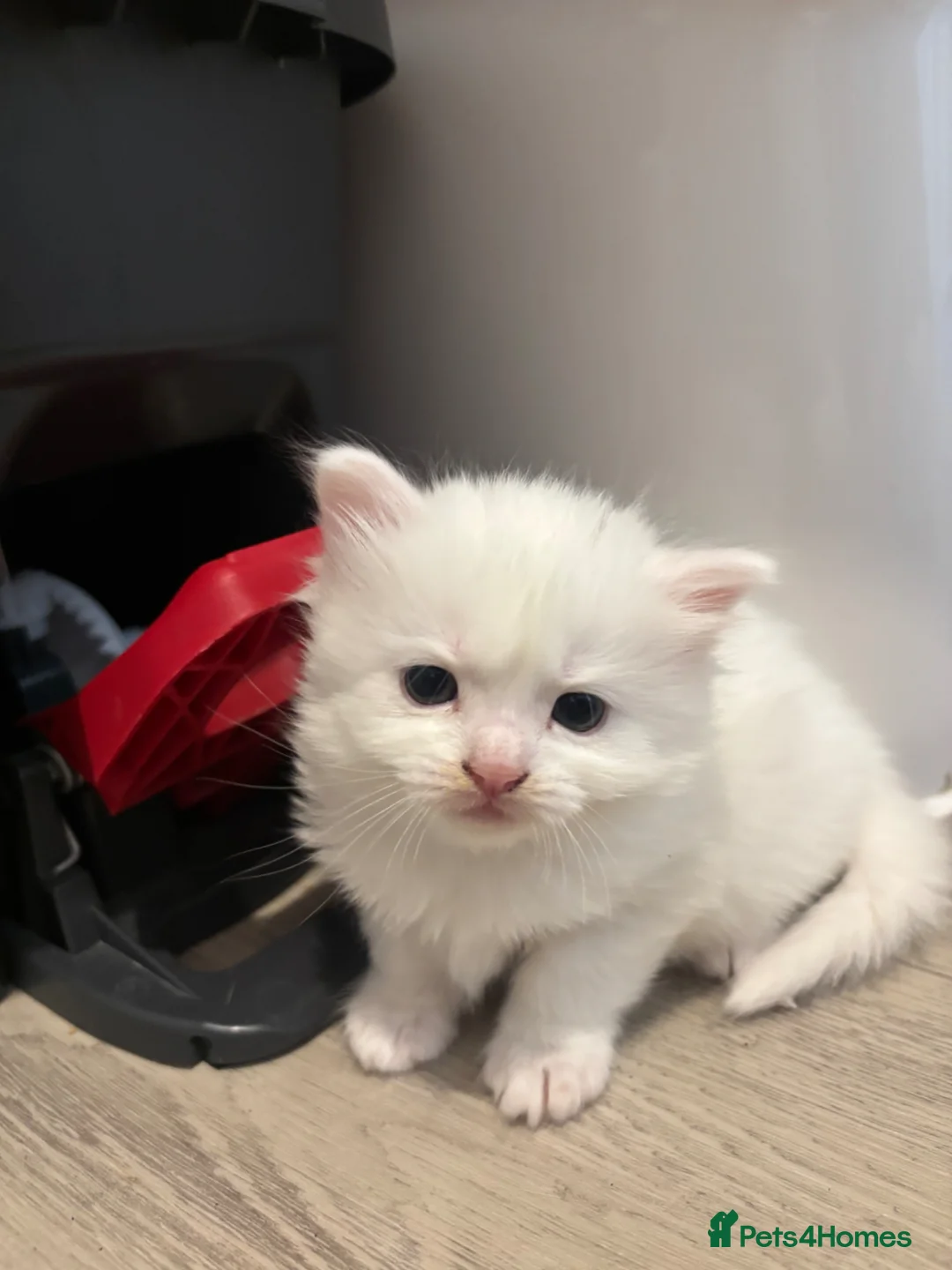 Mixed Breed cats for sale: TURKISH ANGORA / MAIN COON - Advert 1