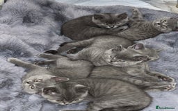 British Shorthair cats for sale: Britsh shorthair Pure blue boys  - Image 1