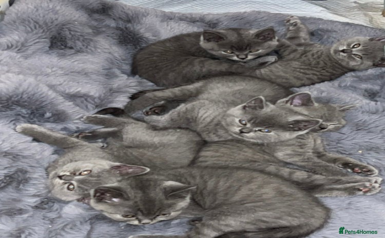 British Shorthair cats - Advert 12
