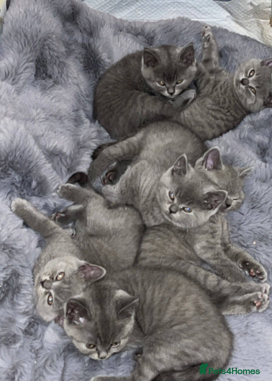 British Shorthair cats for sale: Britsh shorthair Pure blue boys  - Image 1