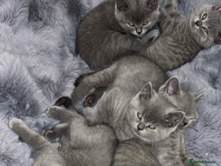 British Shorthair cats - Advert 3