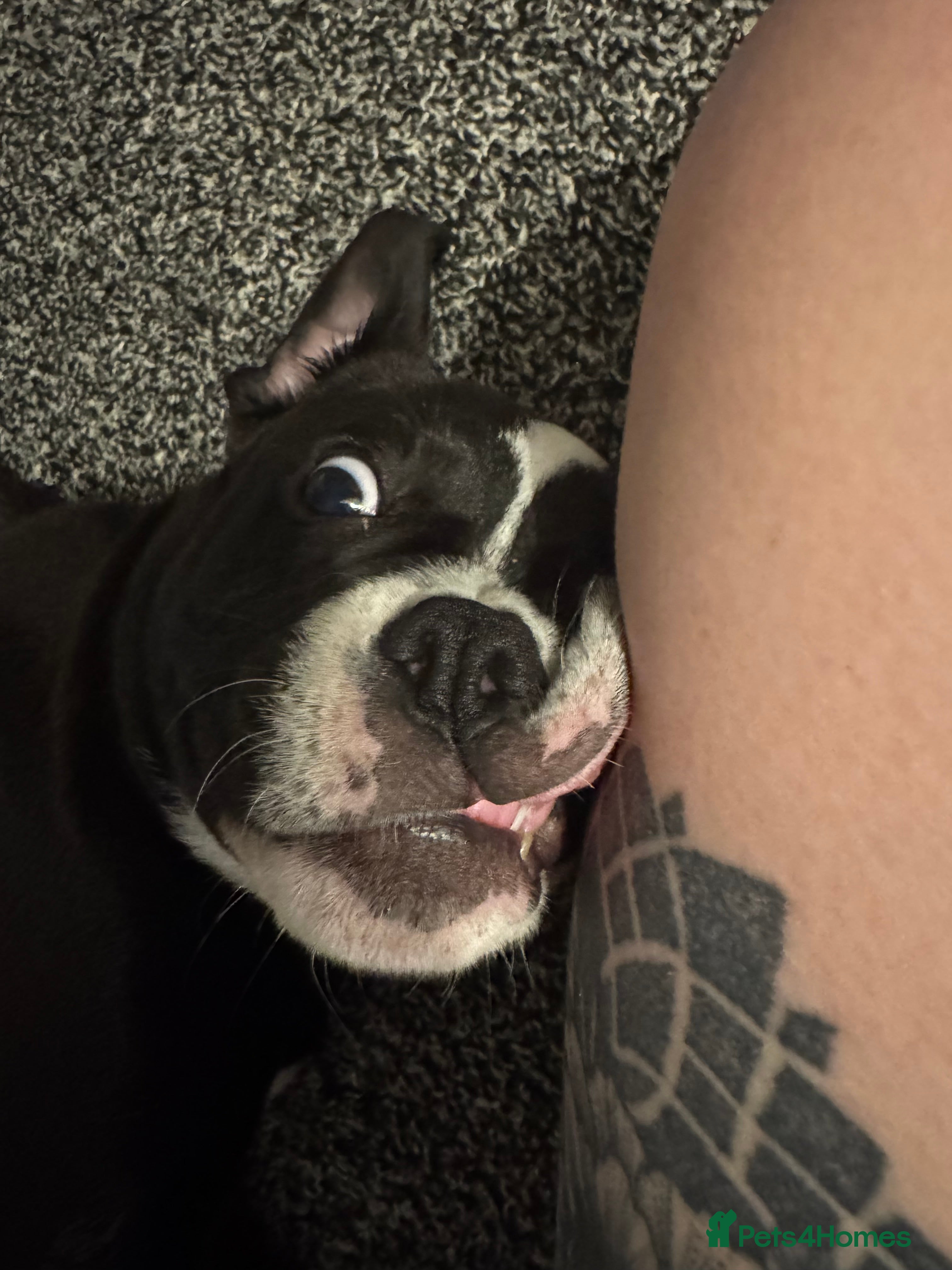 Mixed Breed dogs Lovely 1 year old female for rehoming - Advert 1