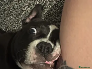 Mixed Breed dogs Lovely 1 year old female for rehoming - Advert 1