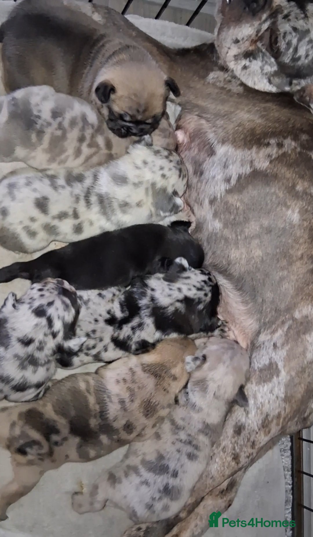 French Bulldog dogs for sale: 8 stunning french bulldogs - Advert 5