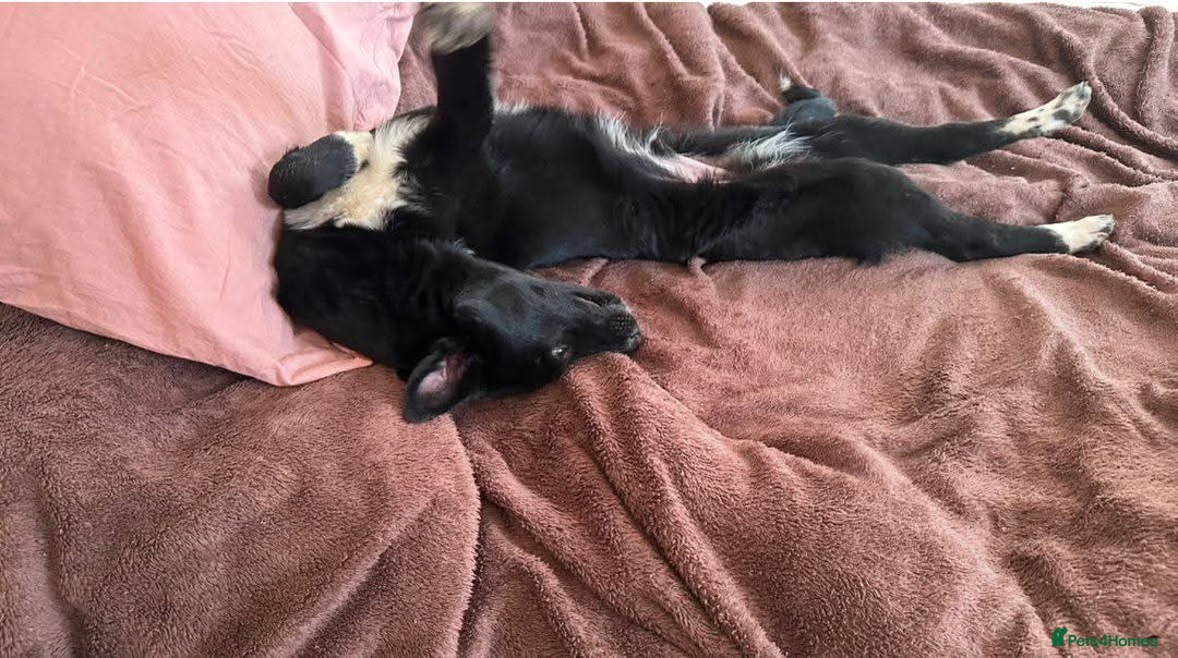 Mixed Breed dogs for adoption: 💙🐶 CORNISHON 🐶💙 - Image 11
