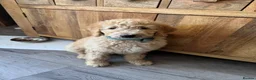 Goldendoodle dogs for sale: Beautiful golden doodle puppies for sale  - Advert 4
