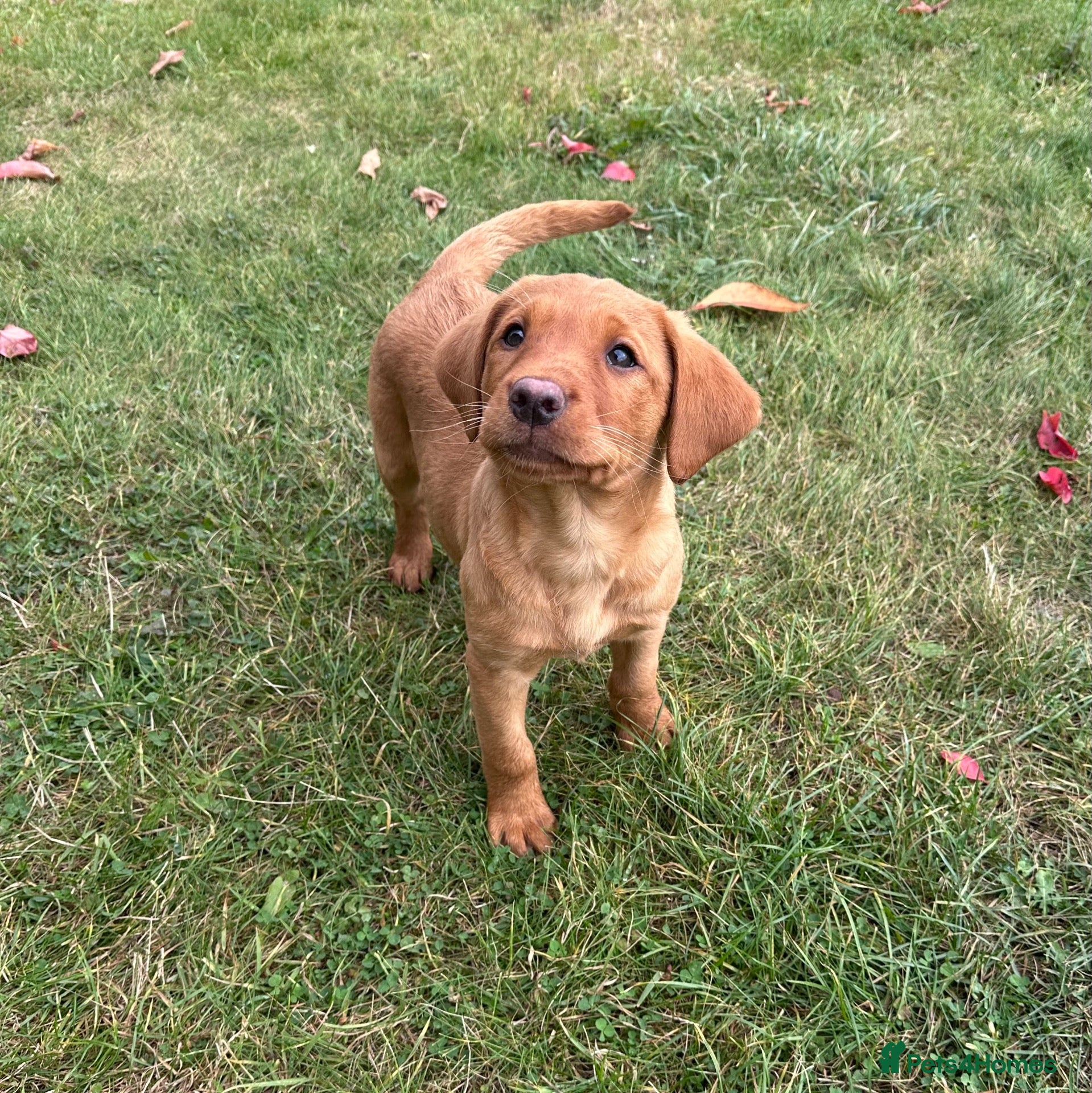 Labrador Retriever dogs Black & Fox Red KC Labradors - Advert 1