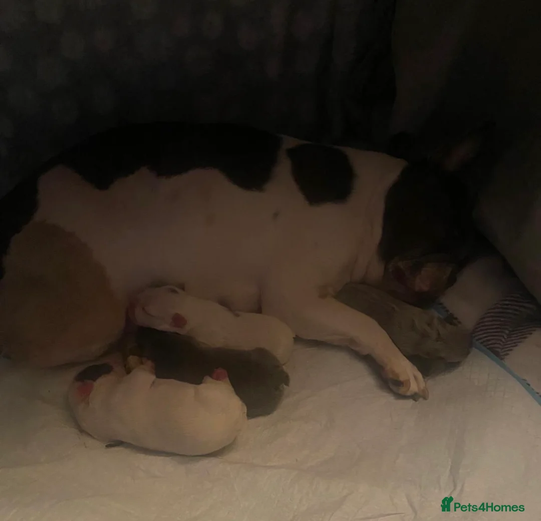 French Bulldog dogs for sale: Beautiful litter of 3 French bulldog boys  - Advert 17