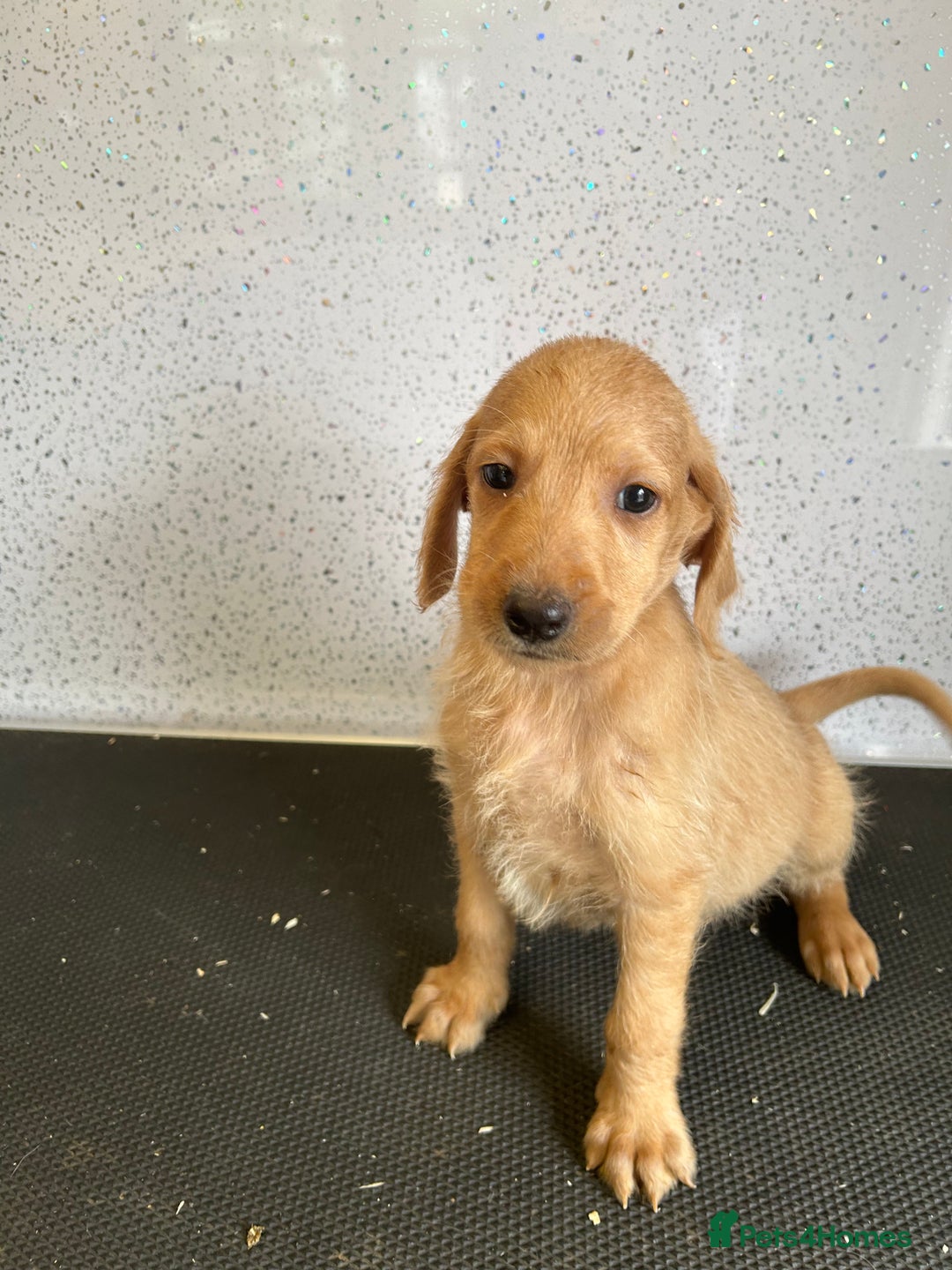 Mixed Breed dogs for sale: Stunning vizapoo puppies  - Image 5