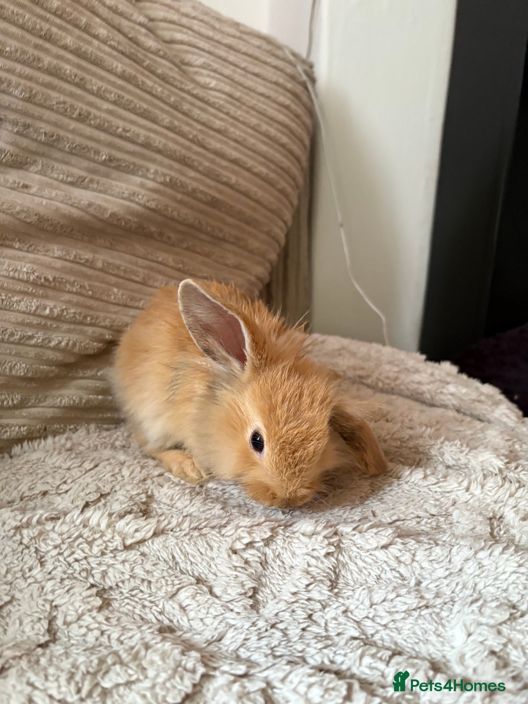 Mini Lop rabbits for sale: Mini Lop/Lion Lop babies - Image 19