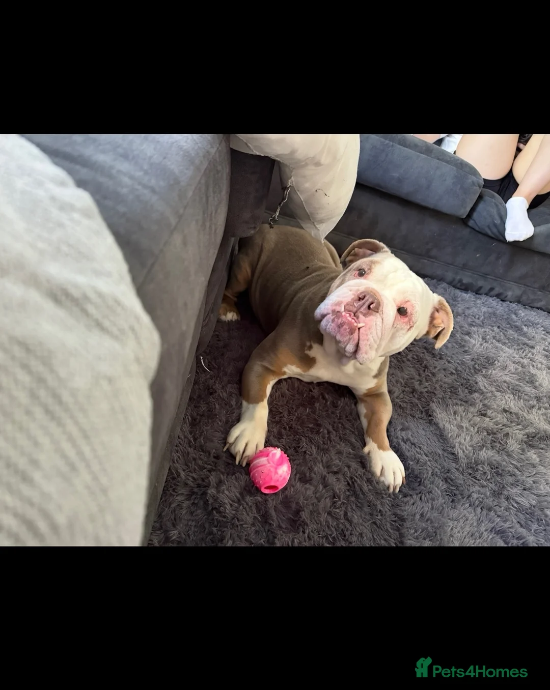 English Bulldog dogs for sale: British bulldog in Stanley - Advert 2
