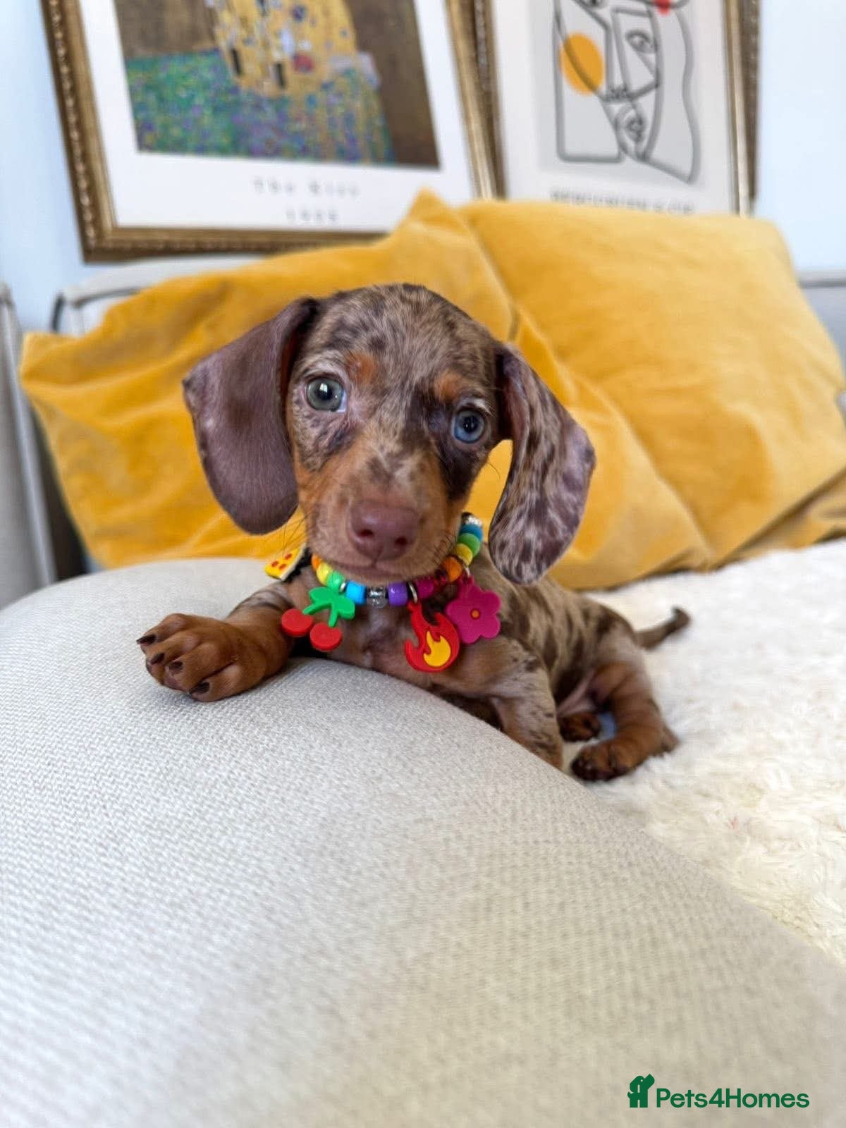 Miniature Dachshund dogs for sale: Miniature Dachshund puppies - Advert 7