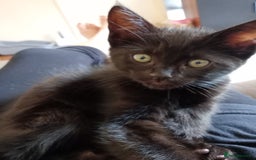 Ragdoll cats for sale: 1 Black Ragdoll Cross Kitten NO OTHER CATS/DOGS  - Image 3
