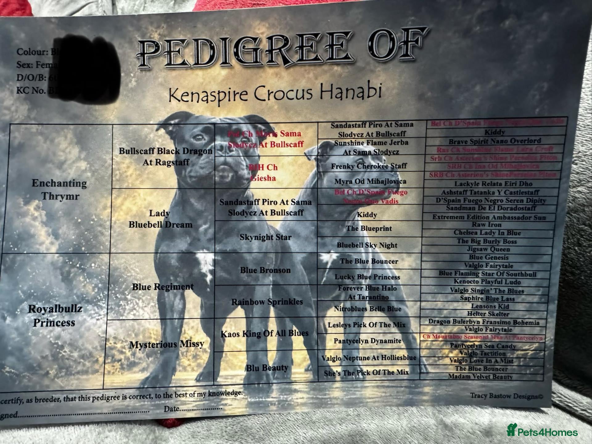 Staffordshire Bull Terrier dogs Outstanding kc reg staff puppies  - Advert 2