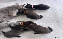 British Longhair cats for sale: PEDIGREE BRITISH SHORTHAIR KITTENS ! Ready to Go  - Image 5