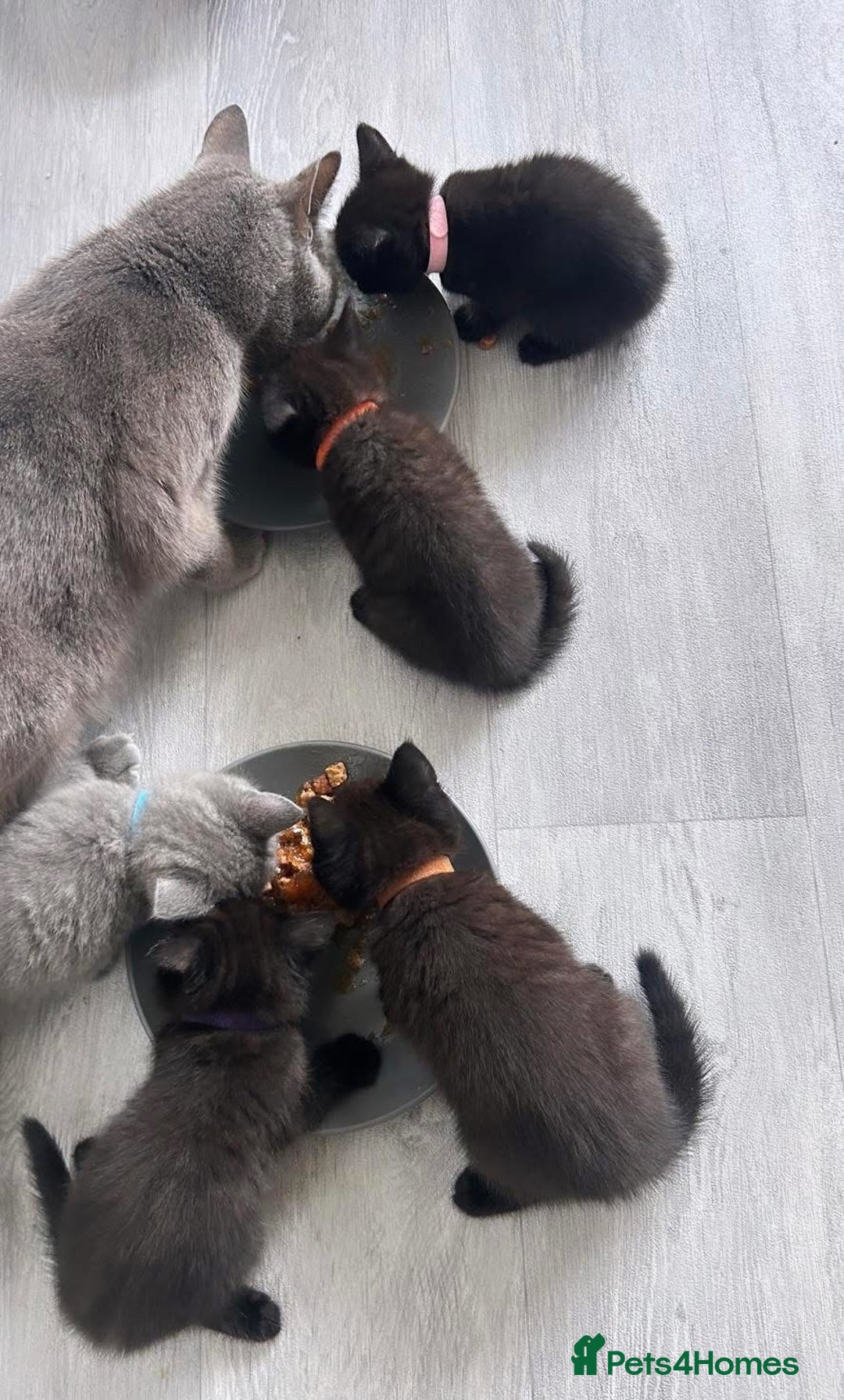 British Longhair cats for sale: PEDIGREE BRITISH SHORTHAIR KITTENS ! Ready to Go  - Image 5