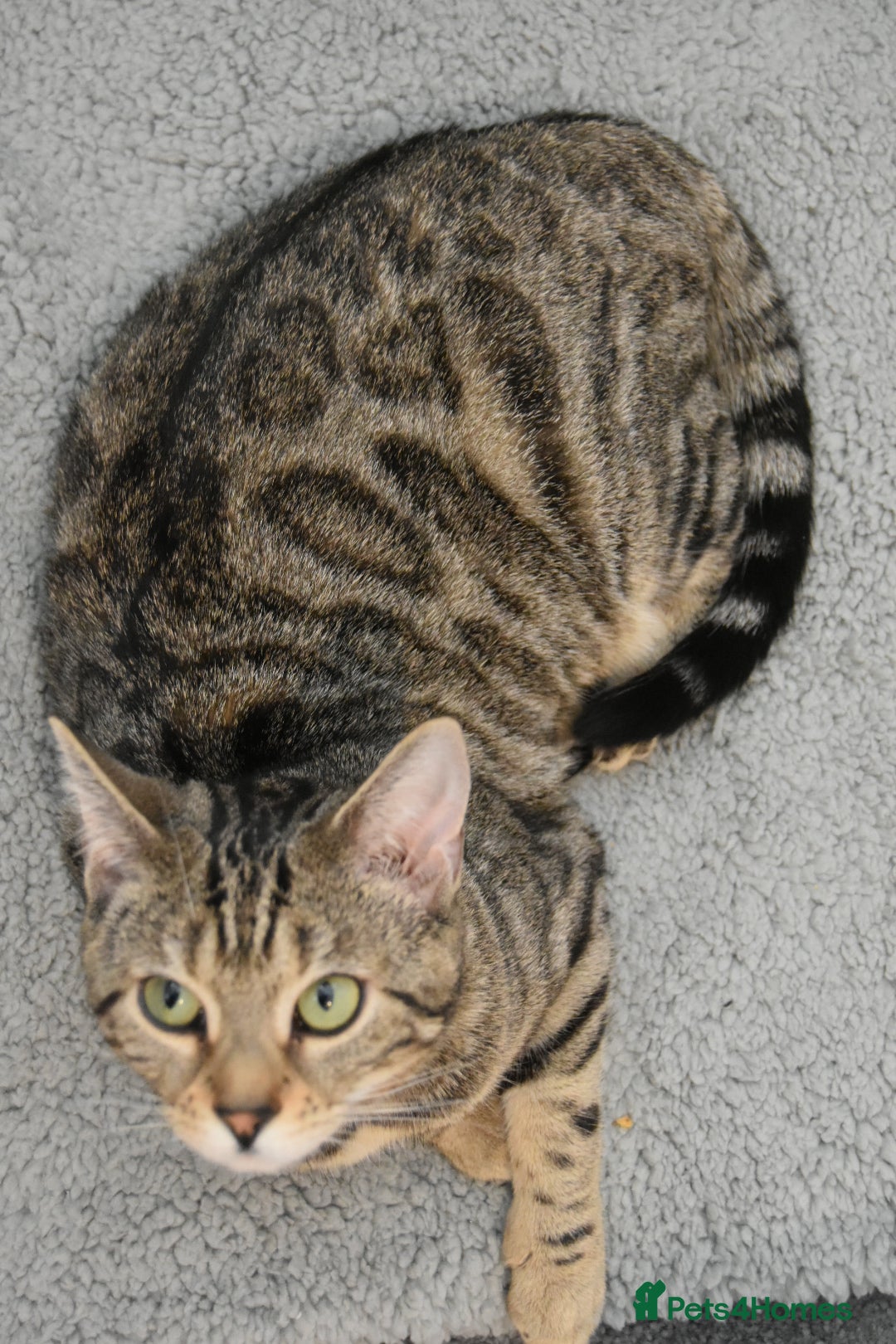 Mixed Breed cats Bengal x Scottish fold kittens  in Spennymoor - Advert 15