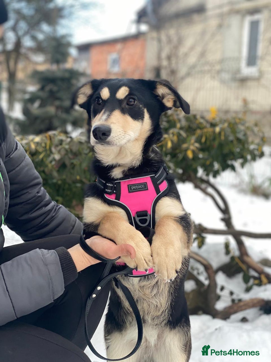 Mixed Breed dogs for adoption: 💖🐶 LADY AND DORY 🐶💖 - Advert 11