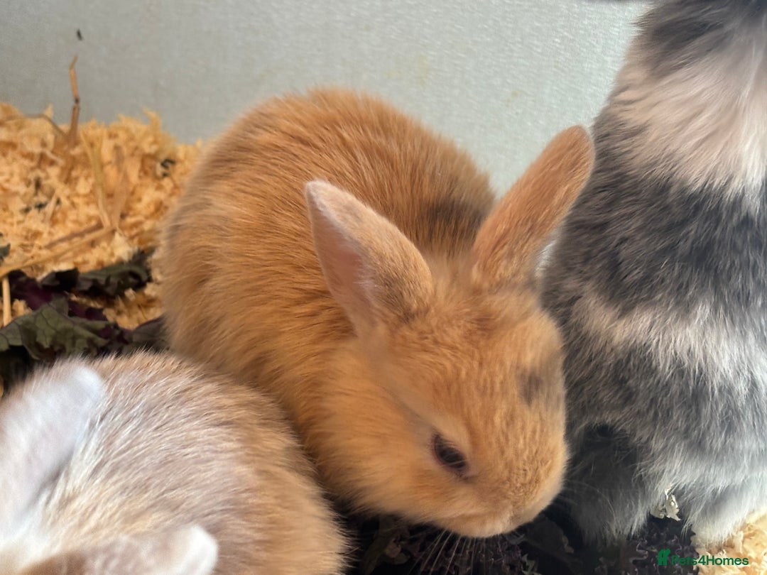Mini Lop rabbits for sale: Mini Lops & Mini Lion Lops. Separate litters - Image 35