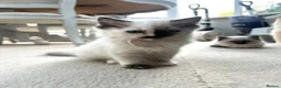 Ragdoll cats for sale: Two Pure Ragdolls  - Advert 4