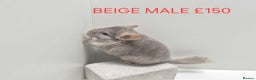 Chinchilla rodents for sale: STUNNING BABIES CHINCHILLA MIX COLOURS AND GENDER  - Advert 13
