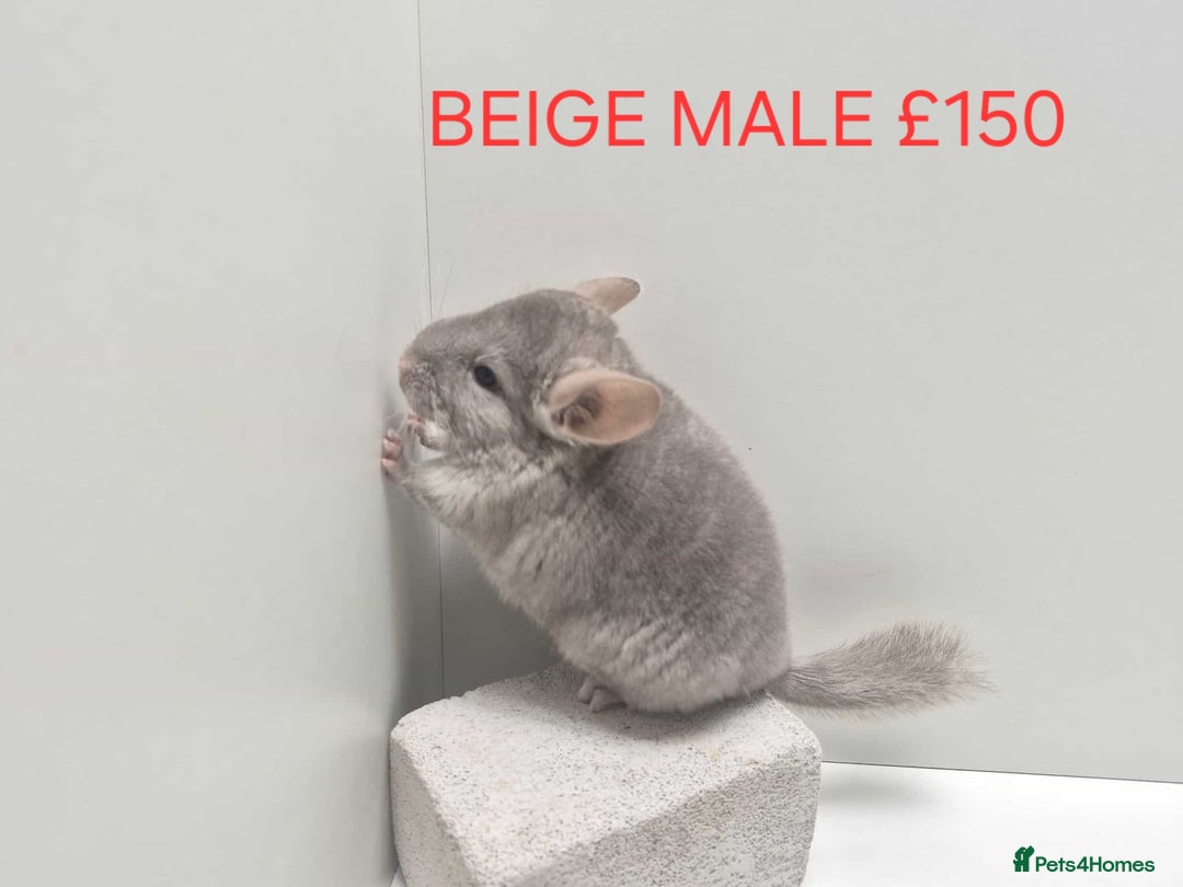 Chinchilla rodents for sale: STUNNING BABIES CHINCHILLA MIX COLOURS AND GENDER  - Advert 13