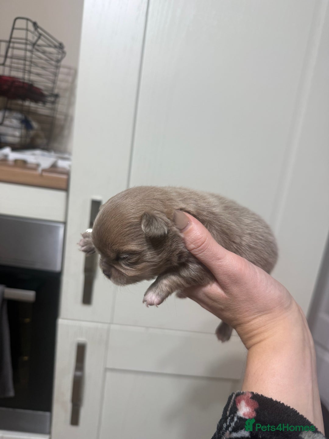 Chihuahua dogs for sale: Chihuahua puppies  - Image 18