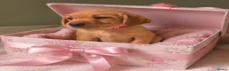 Labrador Retriever dogs for sale: KC YELLOW & RED LABRADORS  - Advert 15