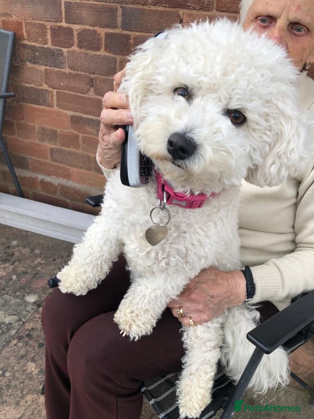 Mixed Breed dogs for adoption: DAISY & BILLY - BONDED PAIR  - Advert 5