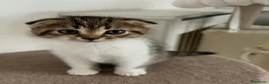 Kiki