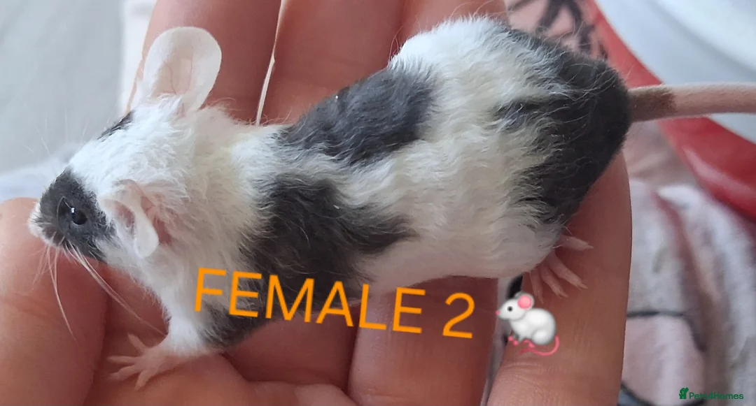 Mouse rodents for sale: MALE & Female FANCY MICE 🐁🐾 - Advert 11