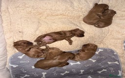 Cavapoo dogs for sale: 🐾Gorgeous F2B Cavapoos 🐾 - Image 6