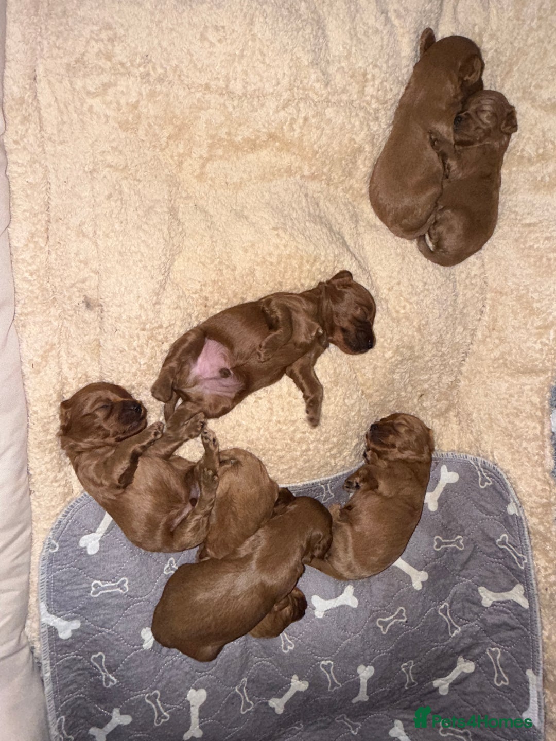 Cavapoo dogs for sale: 🐾Gorgeous F2B Cavapoos 🐾 - Image 6