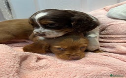Cocker Spaniel dogs for sale: Cocker spaniel puppies  - Image 4