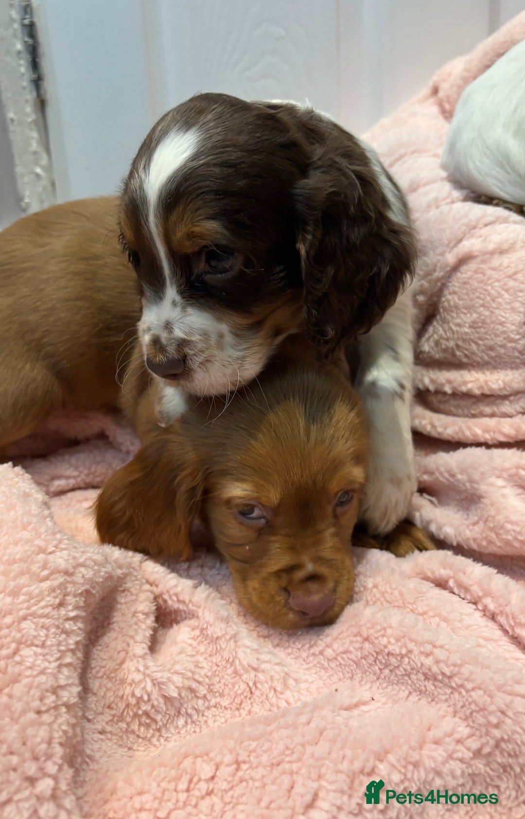 Cocker Spaniel dogs for sale: Cocker spaniel puppies  - Image 4