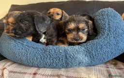 Dachshund dogs for sale: Wire haired dachshund puppies  - Advert 5
