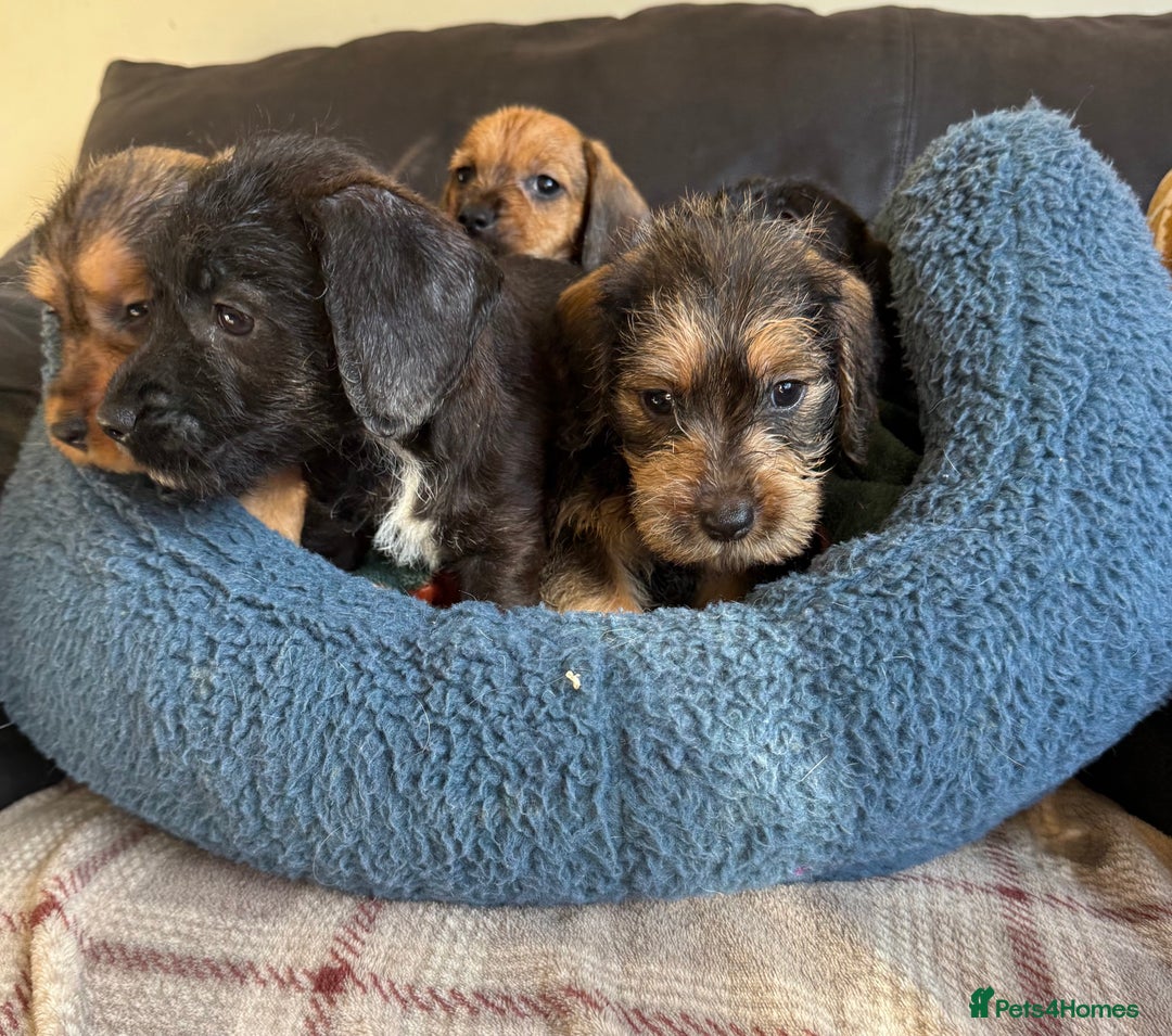 Dachshund dogs for sale: Wire haired dachshund puppies  - Advert 5