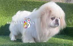 Pekingese dogs for sale: 💜UNIQUE LILAC CREAM MALE💜 - Image 2