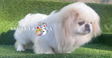 Pekingese dogs - Advert 16