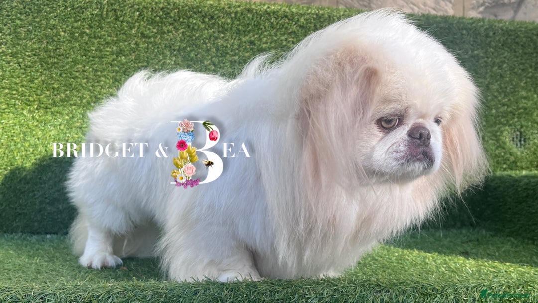 Pekingese dogs for sale: 💜UNIQUE LILAC CREAM MALE💜 - Image 2
