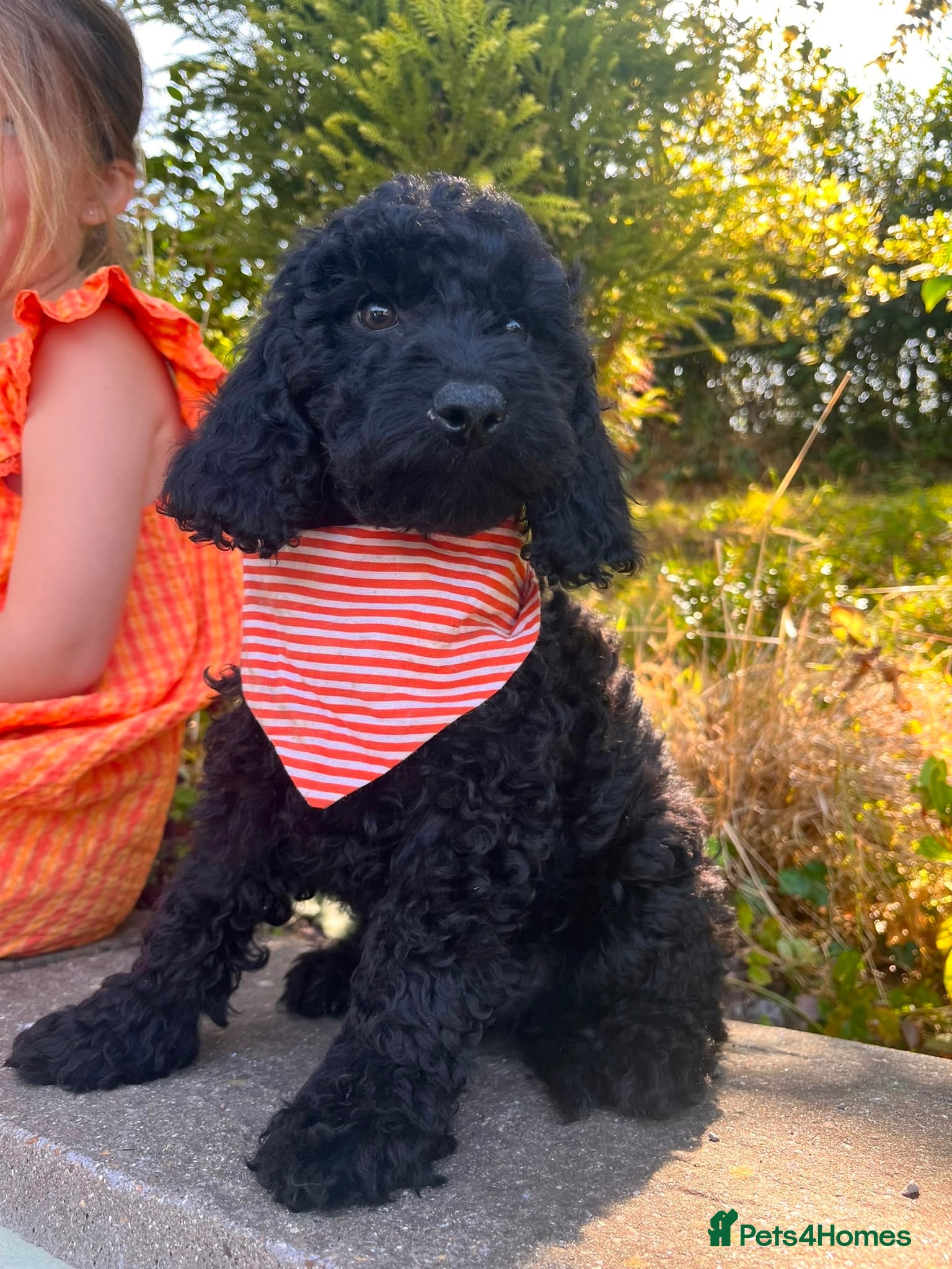 Cockapoo dogs F1b READY NOW. Health tested parents.  - Advert 4