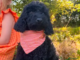 Cockapoo dogs F1b READY NOW. Health tested parents. - Advert 4