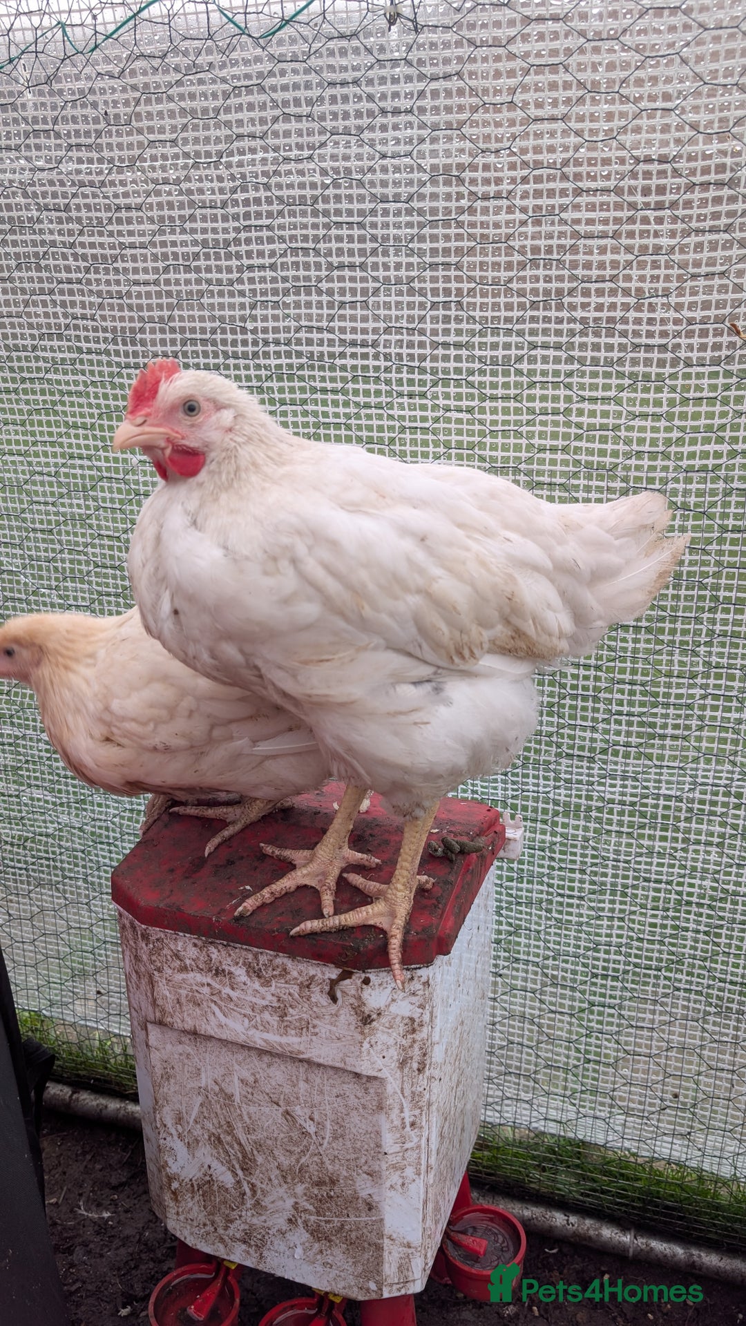Chickens poultry for sale: 3 x 8 week old bantam chicks - Advert 6